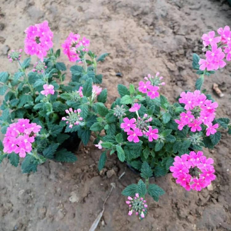 冠森  美女樱批发  花坛，花境点缀用花
