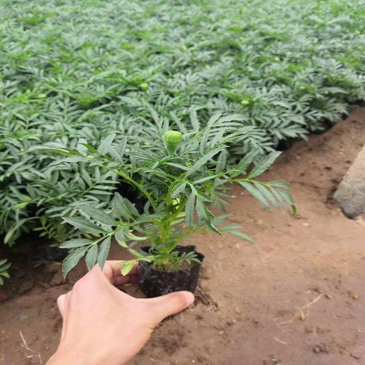 冠森万寿菊  万寿菊小苗  花朵大，花期长，观赏性好