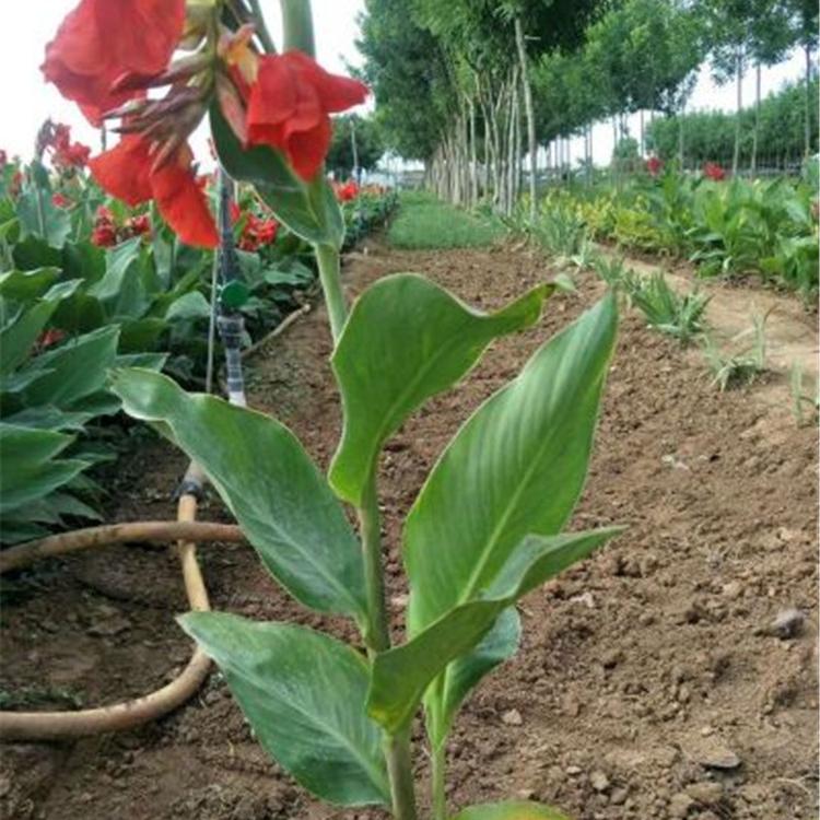 冠森  红花美人蕉  水生美人蕉基地