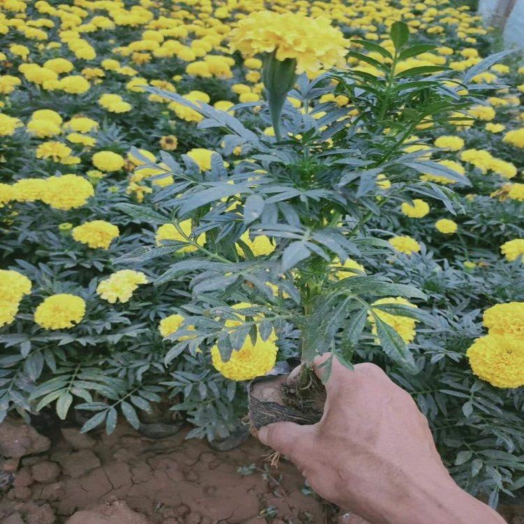 大花万寿菊  万寿菊培育基地  可做花篱，园林造景等