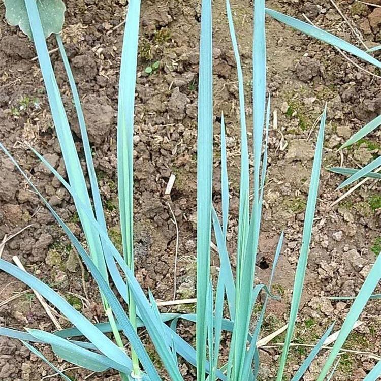 冠森  蓝冰麦小苗  花坛花境点缀草