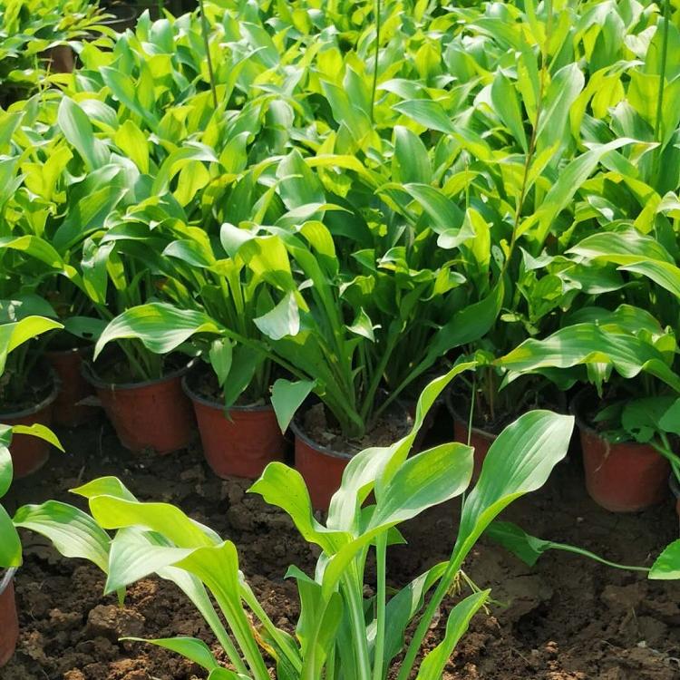冠森  紫花玉簪供应  多用于湿地水岸绿化