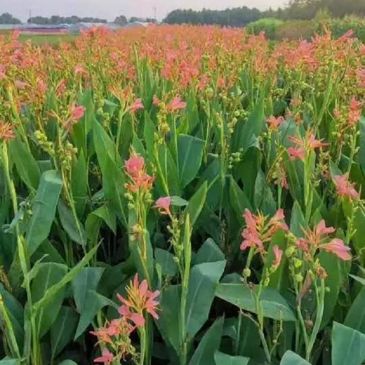 冠森  美人蕉批发  大量批发