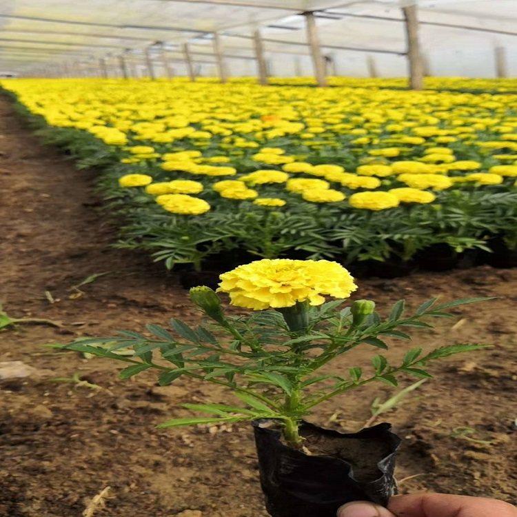 冠森万寿菊  万寿菊批发  室内观赏盆栽，美化阳台