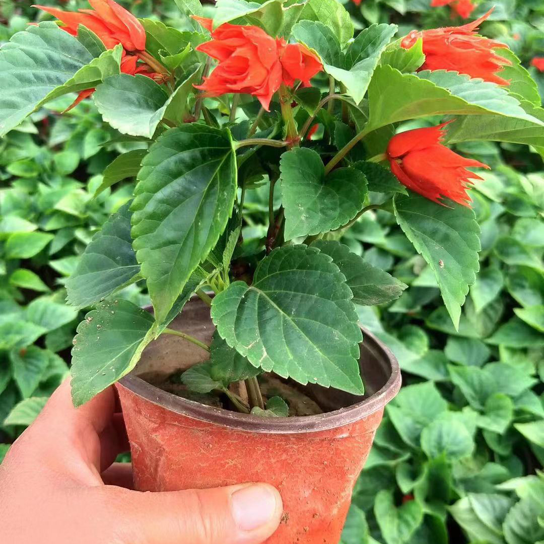山东宿根草花一串红批发 江浩一串红小苗价格