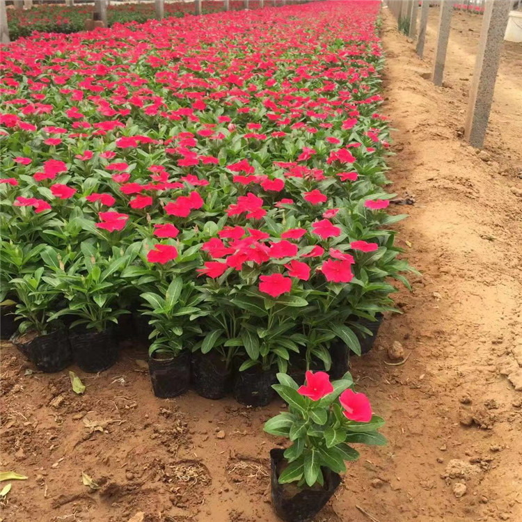 江浩长春花行情 山东长春花小苗价格 大量供应