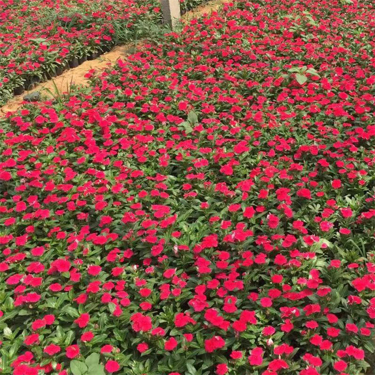 山东长春花小苗价格 江浩花卉长春花批发 大量供应