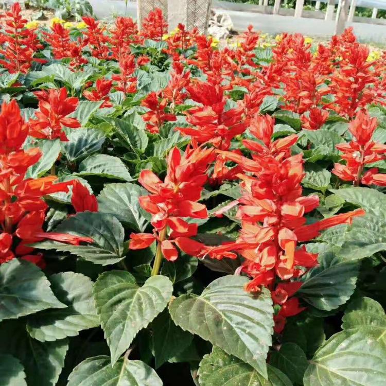 茂刚  花海工程一串红  一串红种子  花朵繁密，色彩艳丽