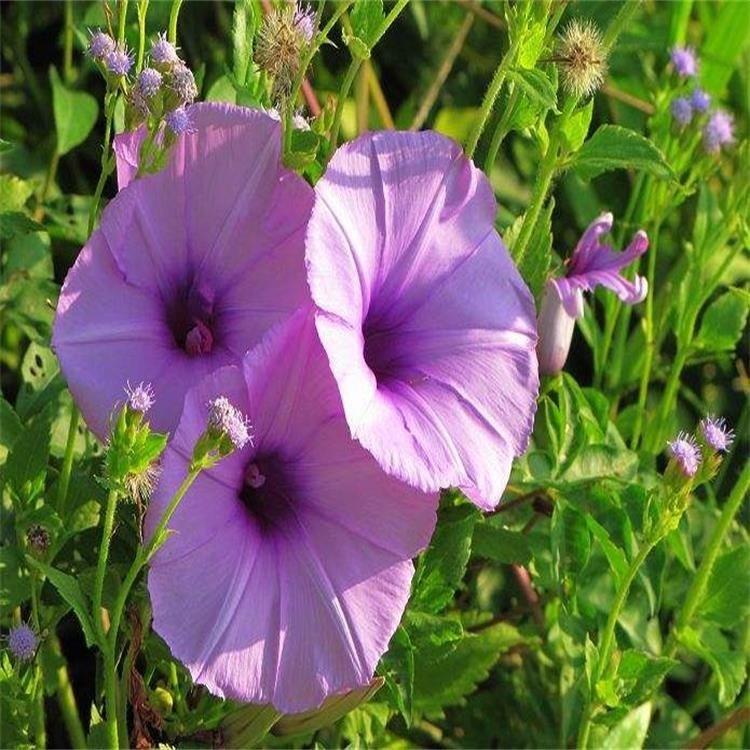 茂刚   矮牵牛价格  可打造花海