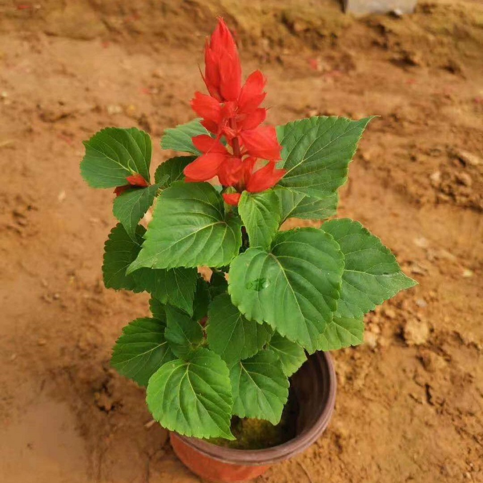 香泽园林  鸡冠花批发  价格优惠