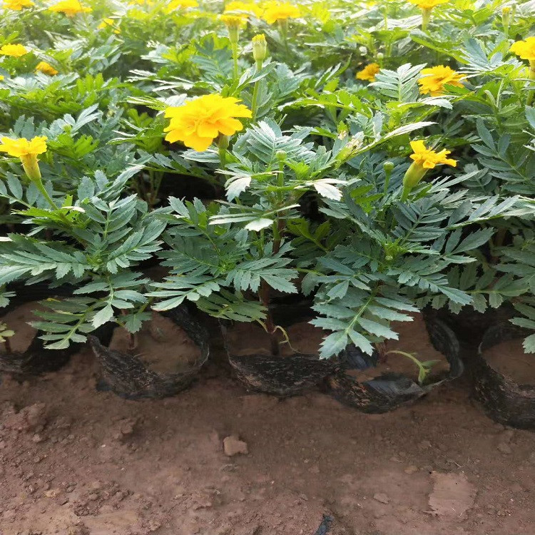 出售双色盆孔雀草  孔雀草基地  庭园美化
