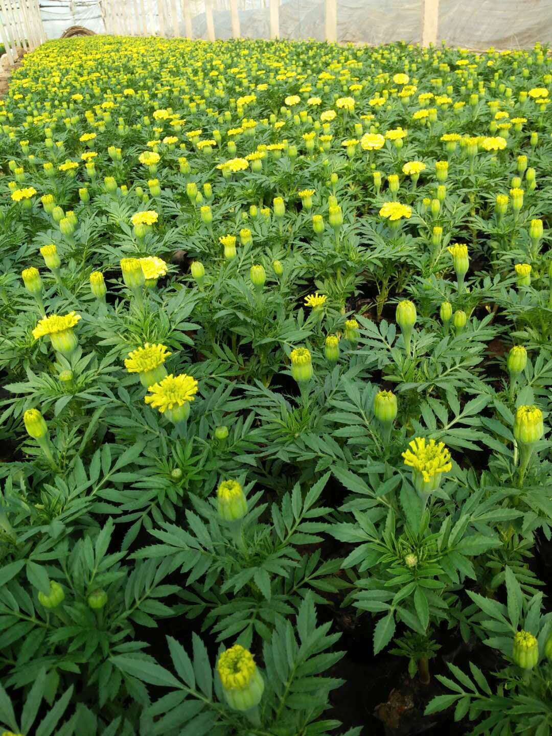  欣彤花卉  孔雀草 山东孔雀草基地直售  现挖现发 
