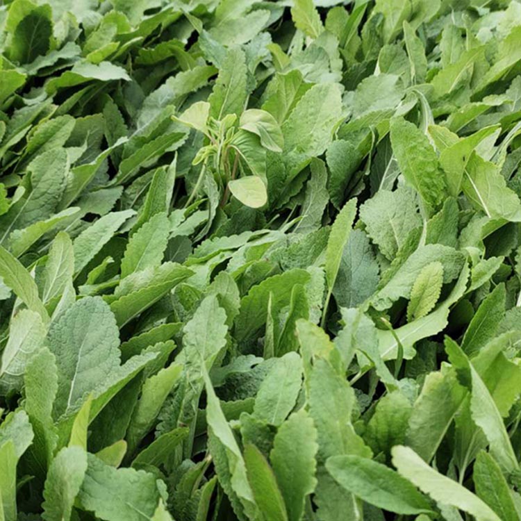 鼠尾草苗报价 批发基地花海用苗鼠尾草 青州宿根草花批发