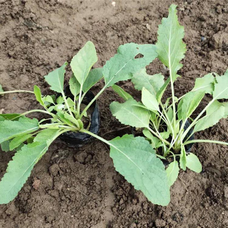 批发基地鼠尾草杯苗 多年生宿根花卉 鼠尾草基地