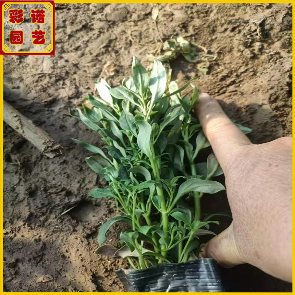 金鱼草小苗图片 宿根花卉金鱼草种苗 花期4-10月的花卉