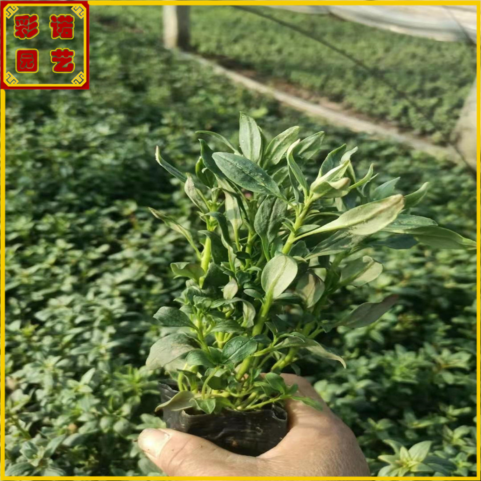 金鱼草工程绿化苗 山东四季草花批发基地 金鱼草小苗厂家
