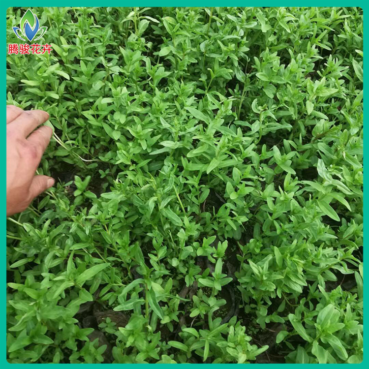 量大优惠 千屈菜批发商 山东花卉苗木 杯苗千屈菜