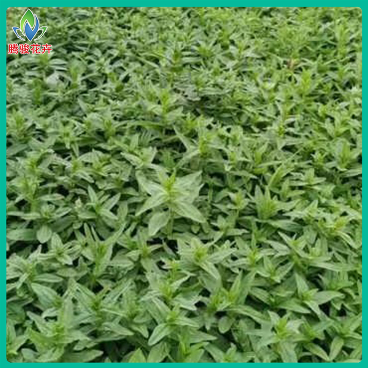 价格从优 千屈菜价格 青州草花 花坛千屈菜