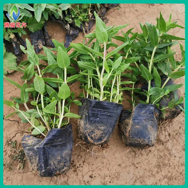 价格从优 千屈菜种植基地 山东花卉苗木 花坛千屈菜