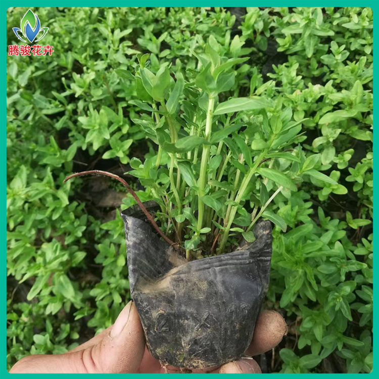 千屈菜营养杯 千屈菜价格 腾骏花卉 山东花卉苗木