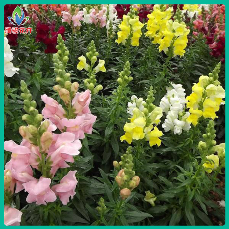 金鱼草花卉盆栽批发 金鱼草花苗 宿根花卉金鱼草