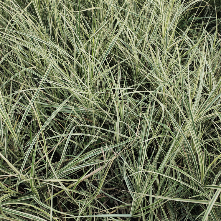 多年生草本花叶芒行情 青州苗木花叶芒小苗种植基地 