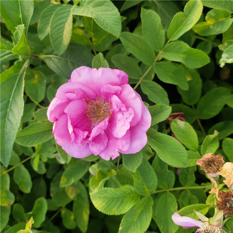 山东四季玫瑰小苗 青州花卉四季玫瑰批发 基地批发