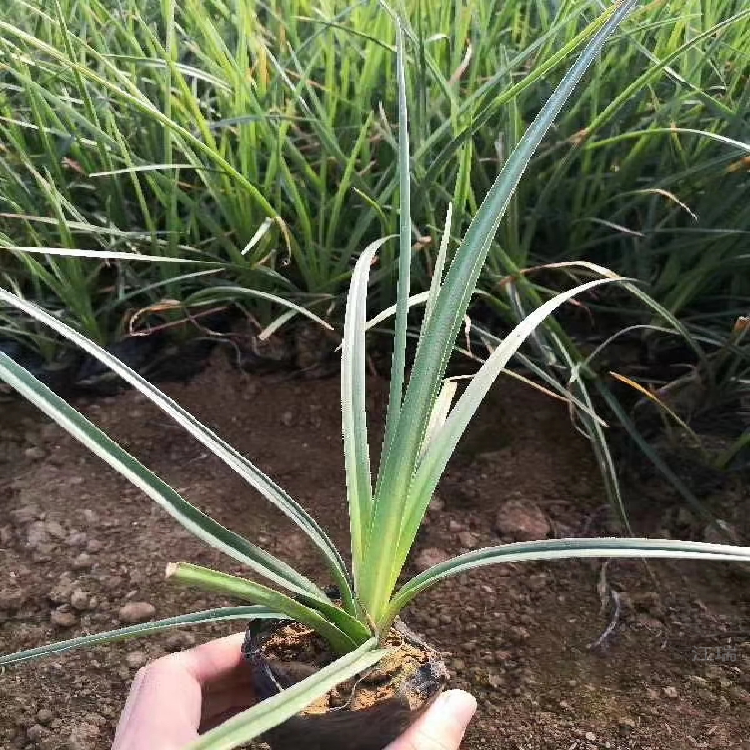 火炬花 火炬花价格 火炬花批售 火炬花种子 江瑞