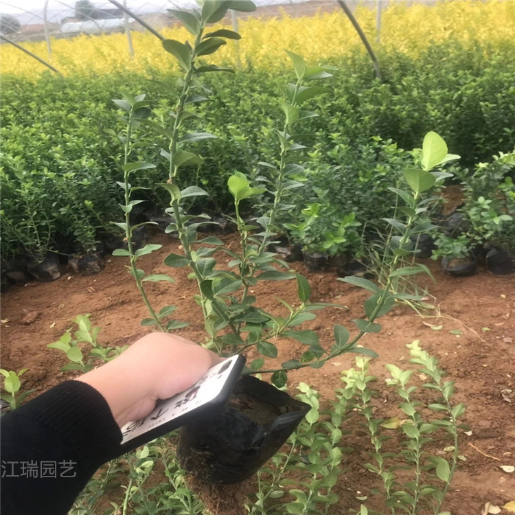 山东卫矛批发 卫矛出售 卫矛精选厂家 江瑞园艺