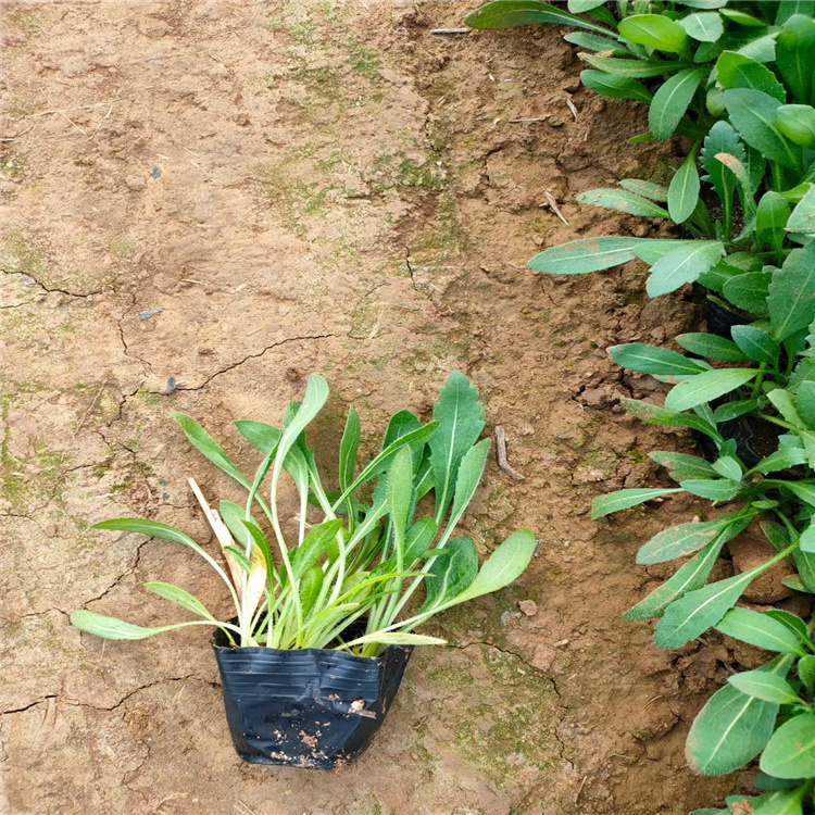 天人菊批发 天人菊小苗价格 宿根花卉天人菊 江瑞花卉