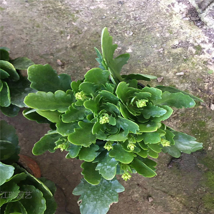 长寿花价格 青州长寿花基地 江瑞园艺供应 量大从优
