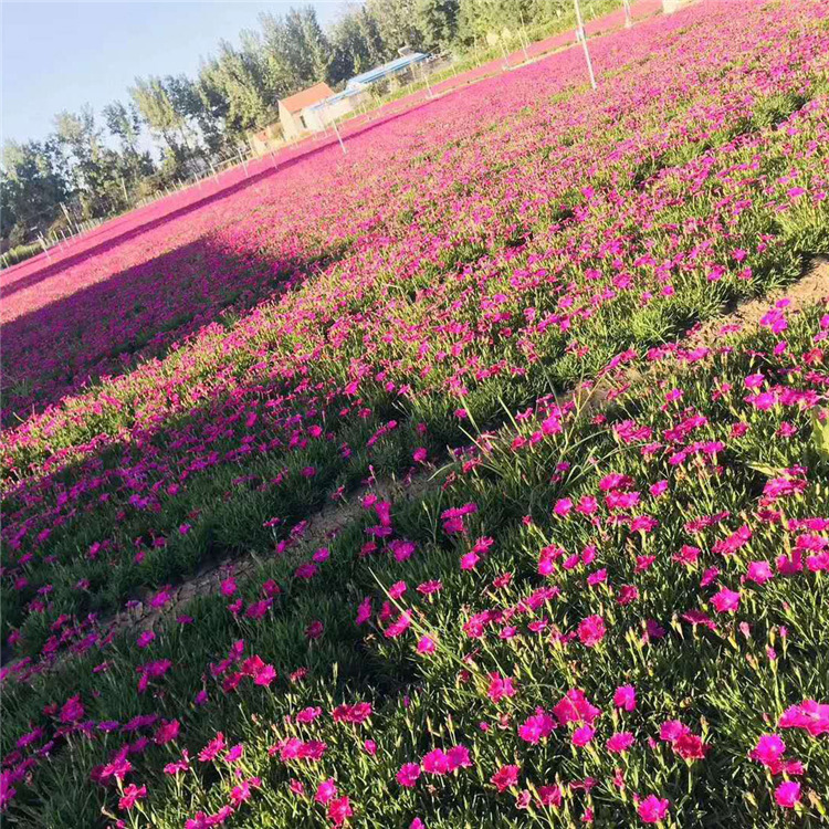 耐寒欧石竹  四季常绿 ‘开花草坪’欧石竹花海培育