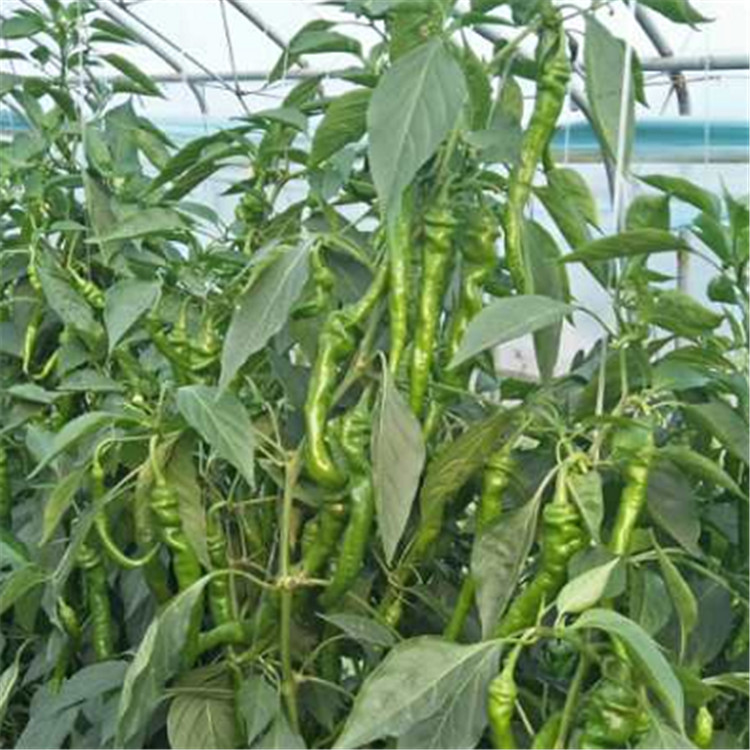 寿光露天种植尖椒辣椒苗   尖椒辣椒苗欢迎来电洽谈
