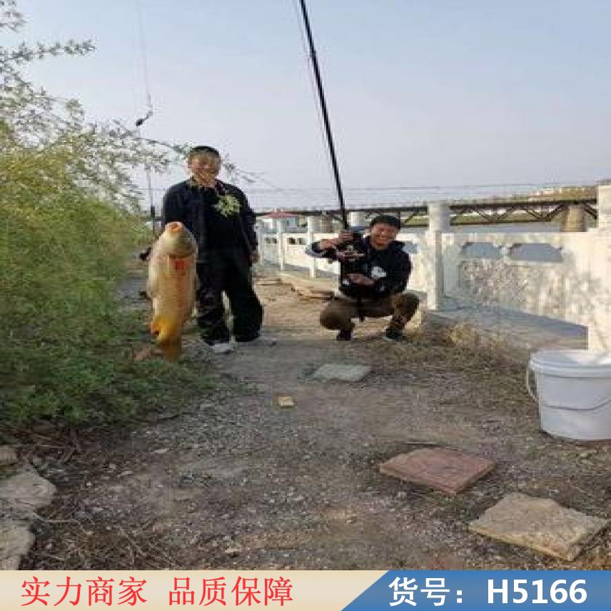 宏胜夜视可视锚鱼器 可视钓鱼竿 家用锚鱼竿货号H5166