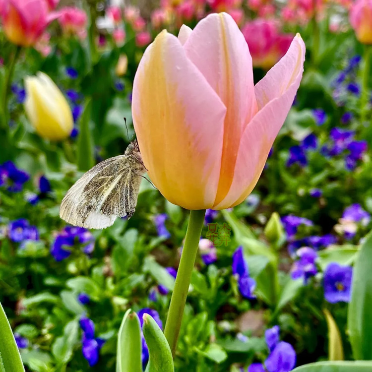 供应郁金香花苗 郁金香种球出售 郁金香批发