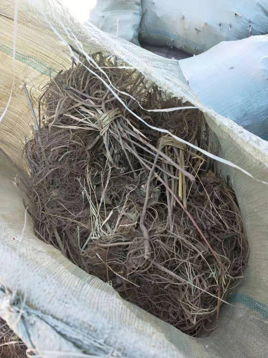 刘家苗圃一年生刺五加苗 存活率高的刺五加苗 春季热卖刺五加苗
