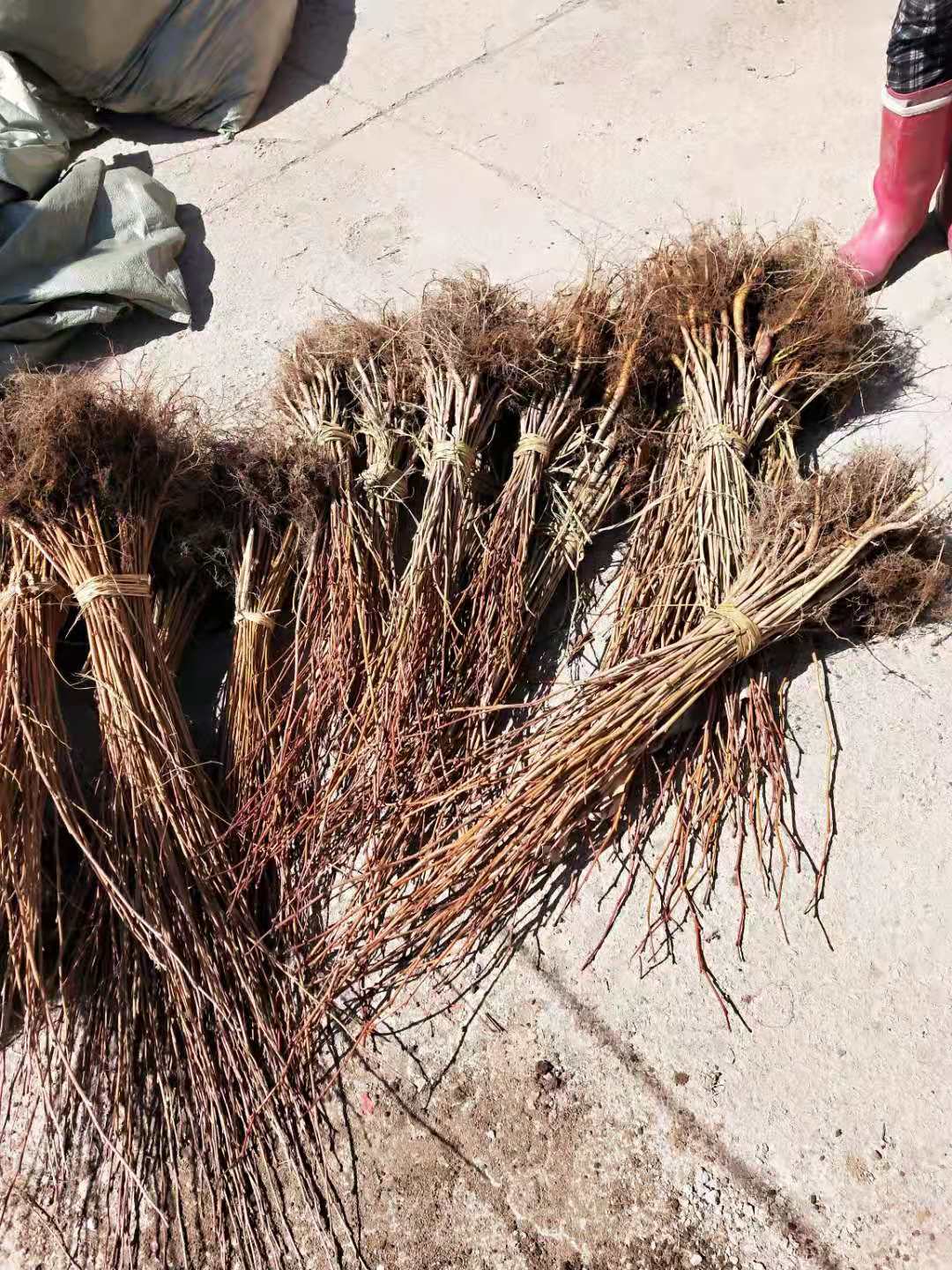 刘家苗圃白桦苗批发，春季热卖白桦苗价格咨询，长期供应存活率高白桦苗