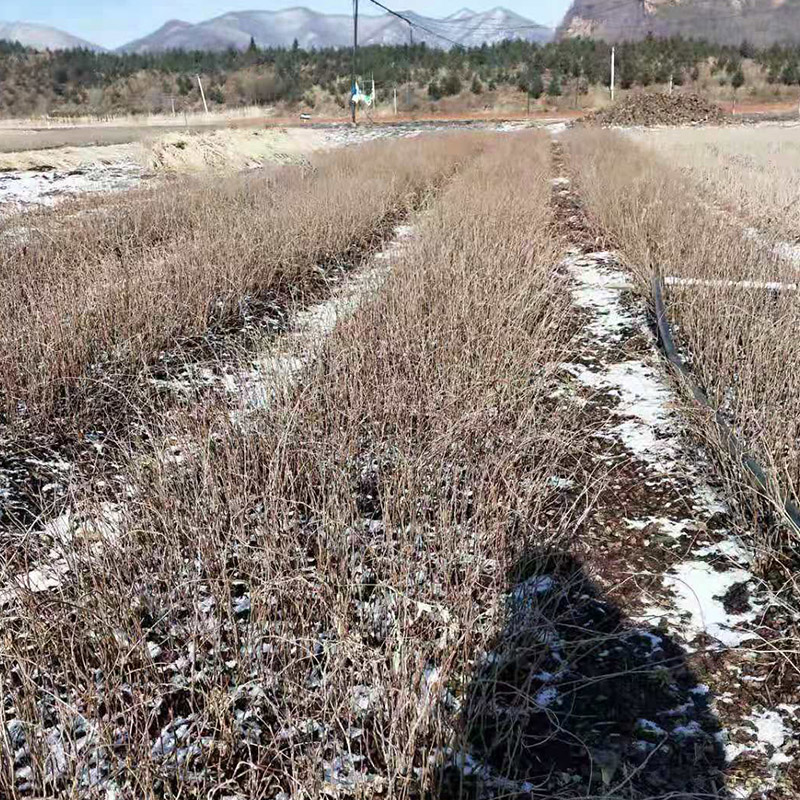 五味子苗价格咨询 成活率95% 刘家苗圃五味子苗基地直销 根系发达