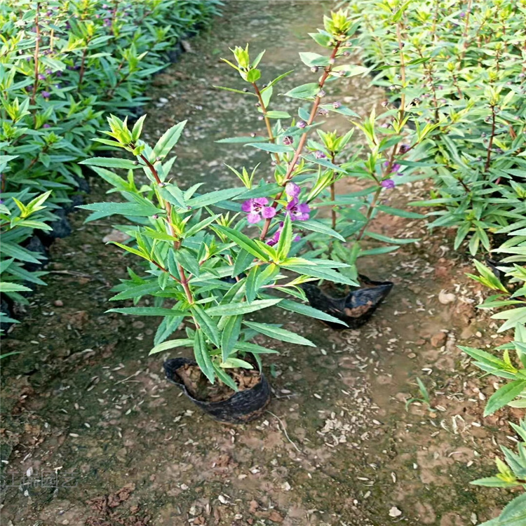 香彩雀批发价格 江瑞花卉