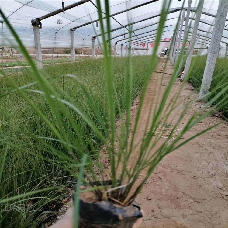 画眉草  青州出售画眉草 江瑞园艺画眉草批发