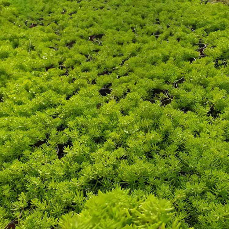 金叶佛甲草小苗批发 山东佛甲草种植基地大量供应