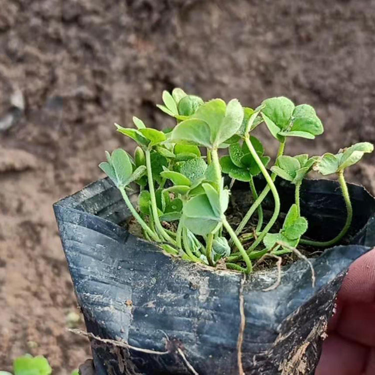 观赏用酢浆草小苗批发 青州绿叶酢浆草种植基地行情