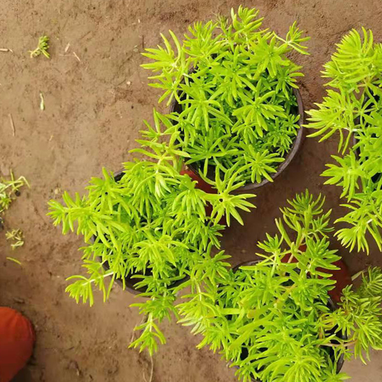 耐旱性较强的佛甲草供应 植株低矮的金叶佛甲草小苗批发