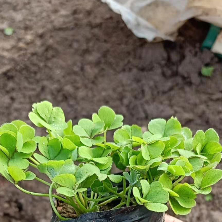 诺森绿叶酢浆草种植基地供应 酢浆草小苗批发出售
