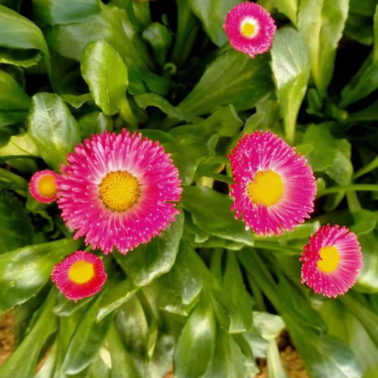  诺森雏菊苗种植基地批发 山东花卉雏菊小苗报价