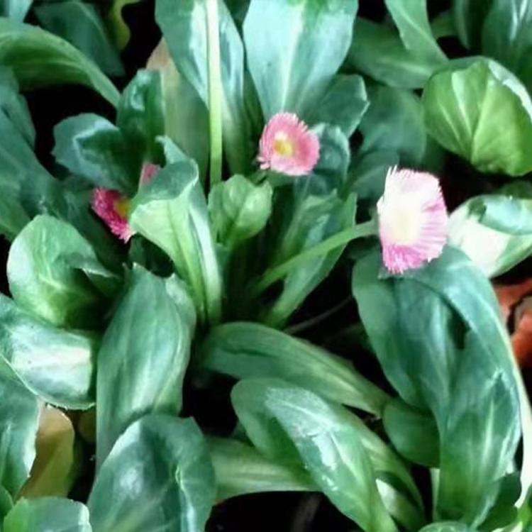 山东雏菊小苗种植基地行情  诺森花卉雏菊苗批发