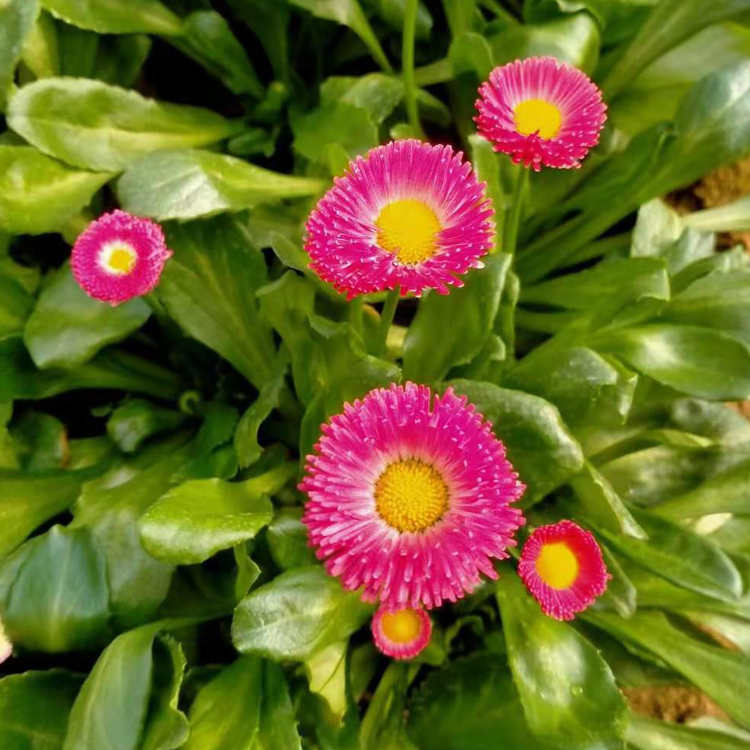山东雏菊小苗种植基地行情 诺森雏菊供应 价格优惠