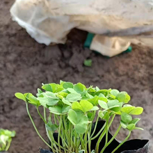 青州绿叶酢浆草种植基地行情 酢浆草小苗批发 观赏价值高