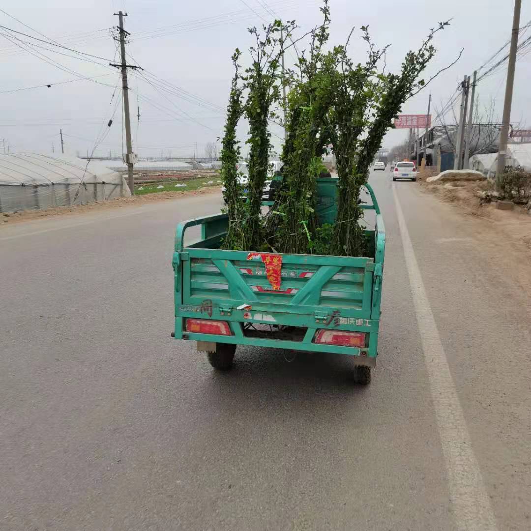 月季树苗批发 藤本月季苗种植基地 品类多 造型美