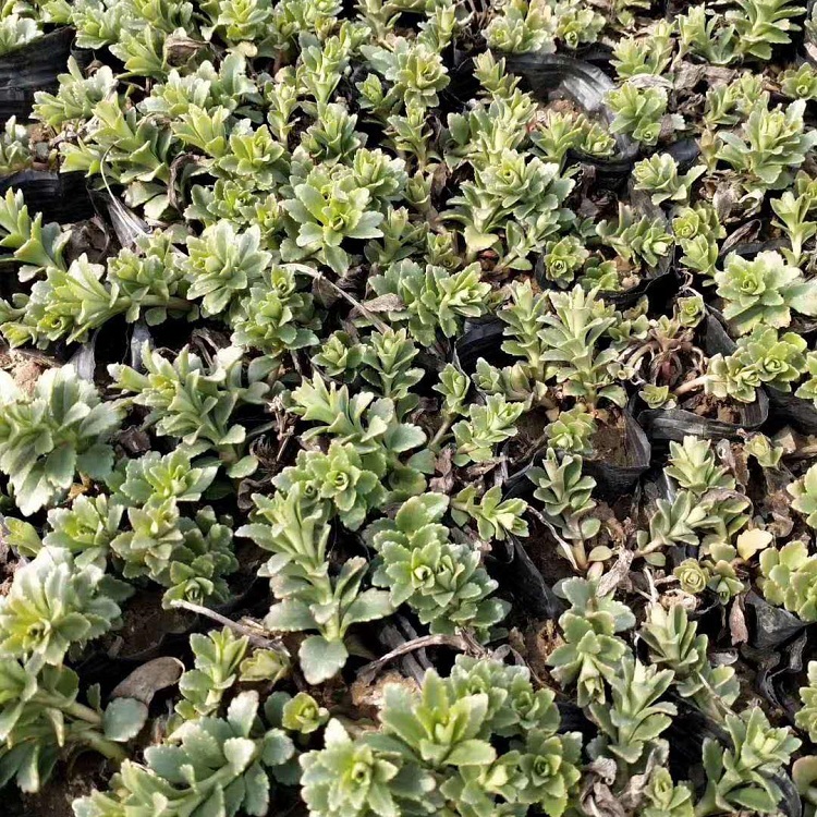 山东八宝景天小苗 启点报价八宝景天种植基地大量批发